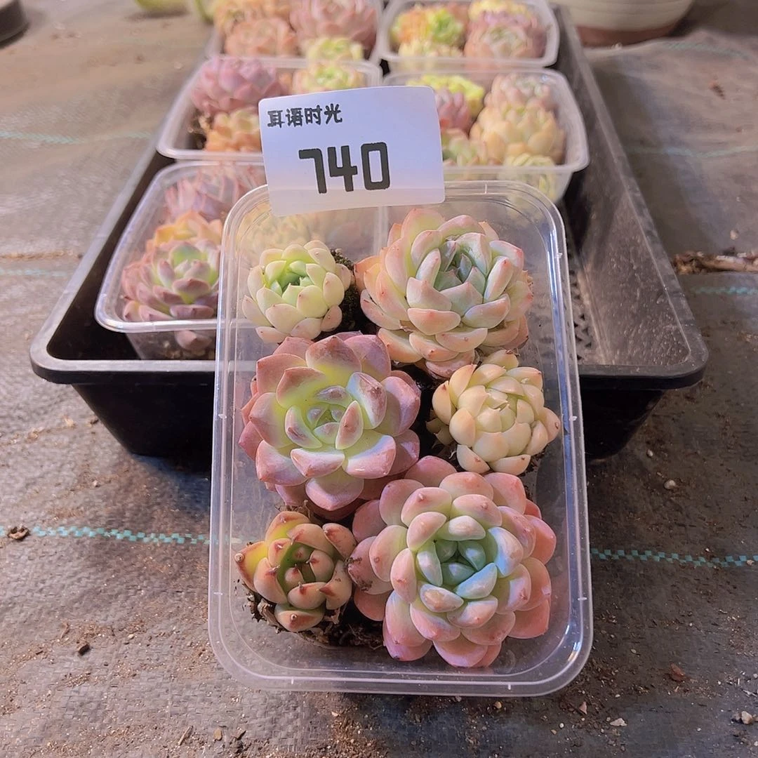 740，拼盘，多肉植物