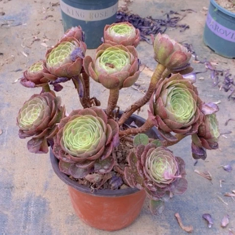 万圣节断枝4多肉植物法师法师