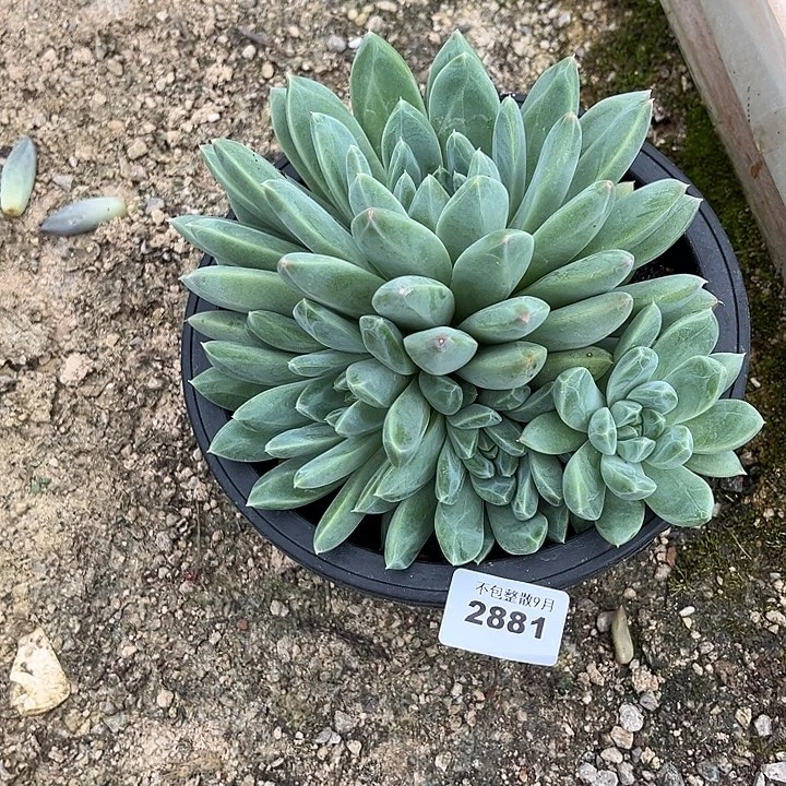阿雅园艺。          2881