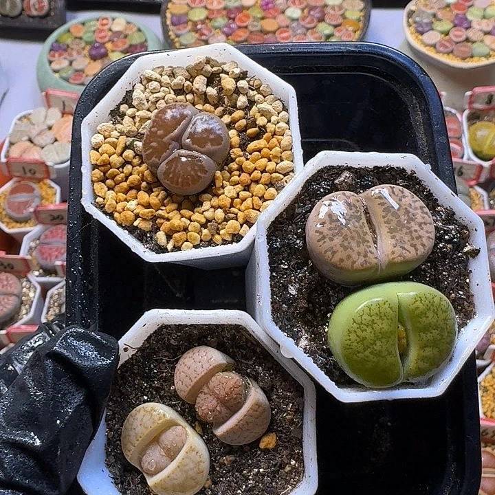 生石花255888  5号