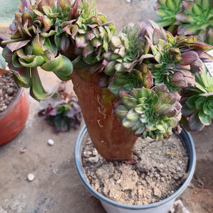 161倾城中班缀12345678