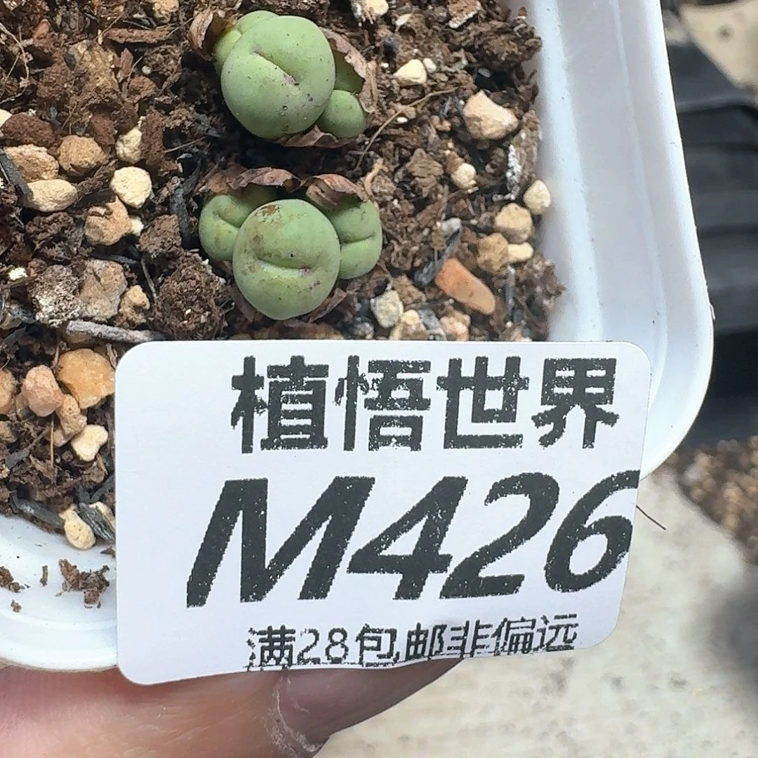 多肉植物的润泽fqcv