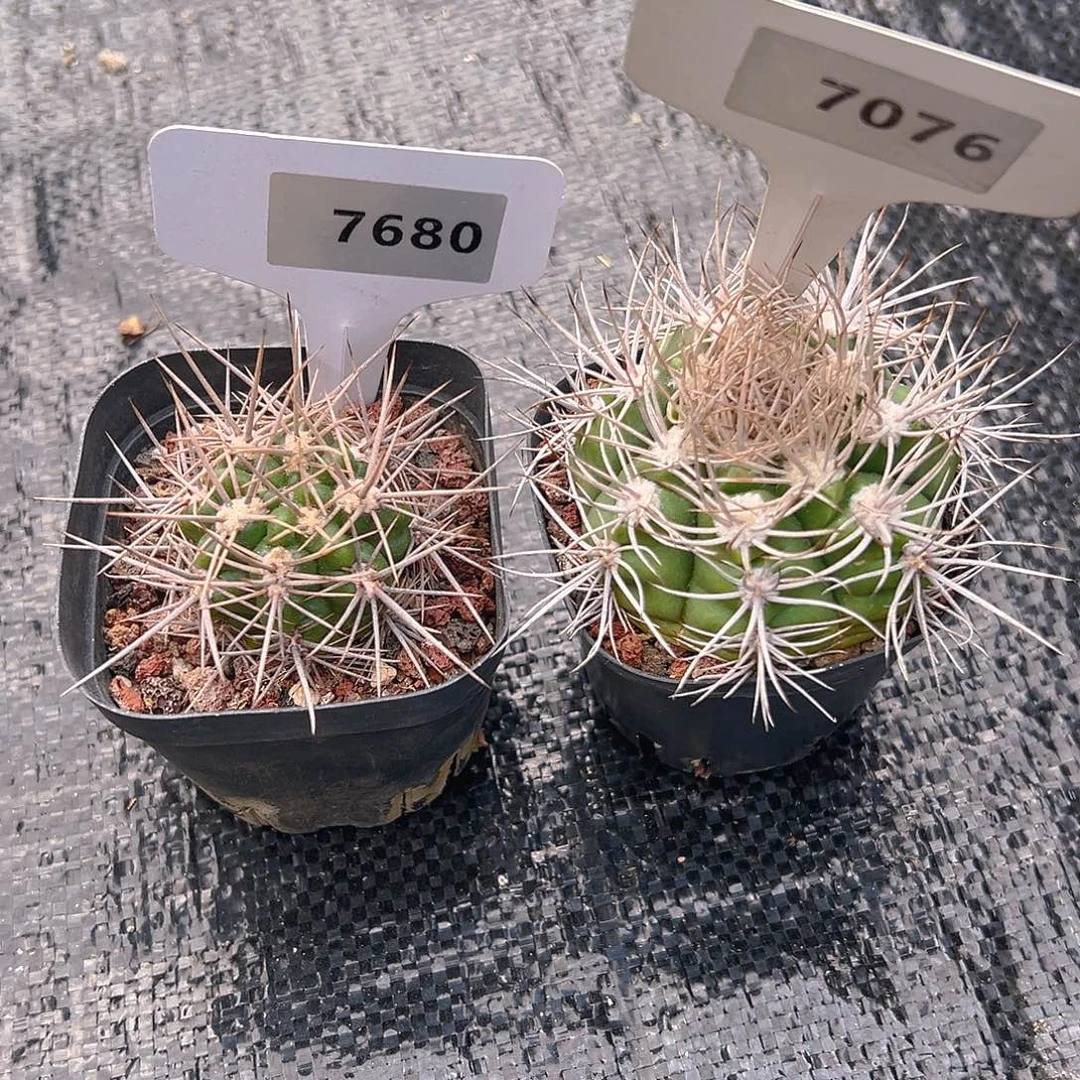 M***头7680和7076一起裸根发货