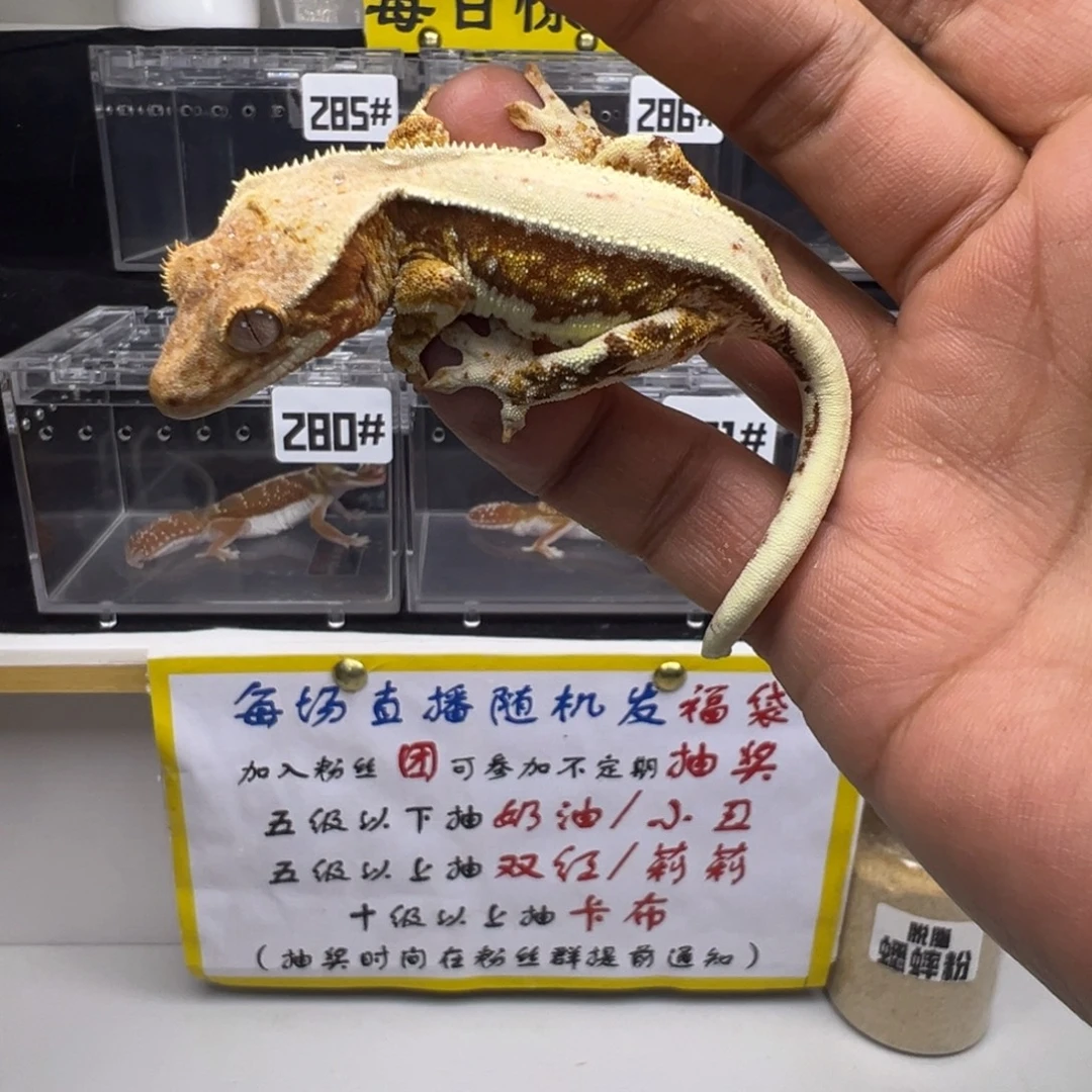 睫角守宫红底莉莉