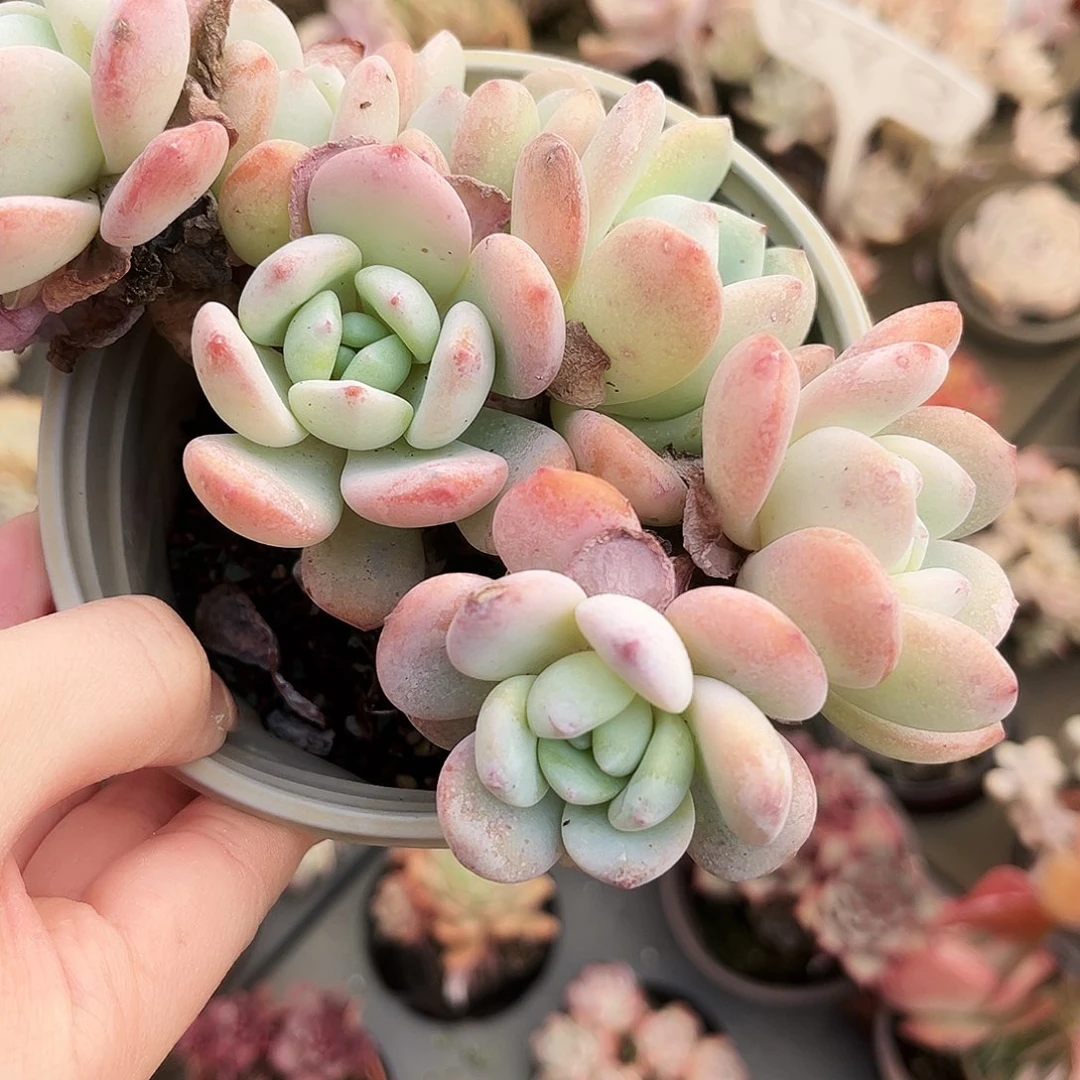 1***9266多肉植物提取萃取