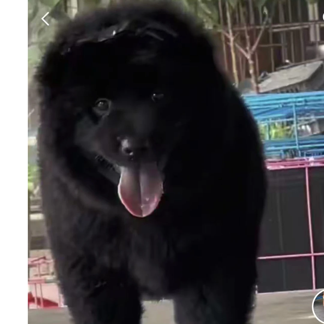 中华田园犬活体狗狗广东发货直播链接