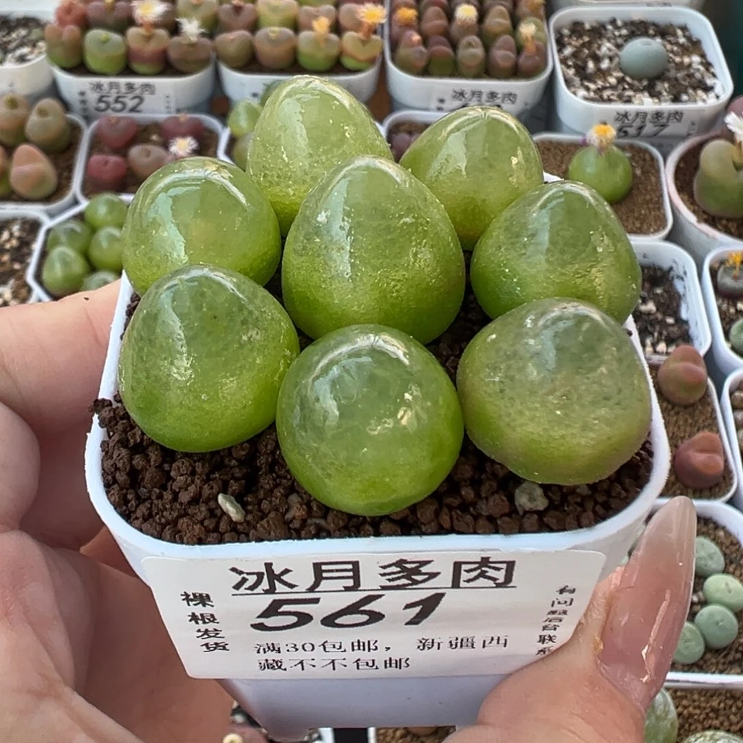 561灯泡八颗裸根发货