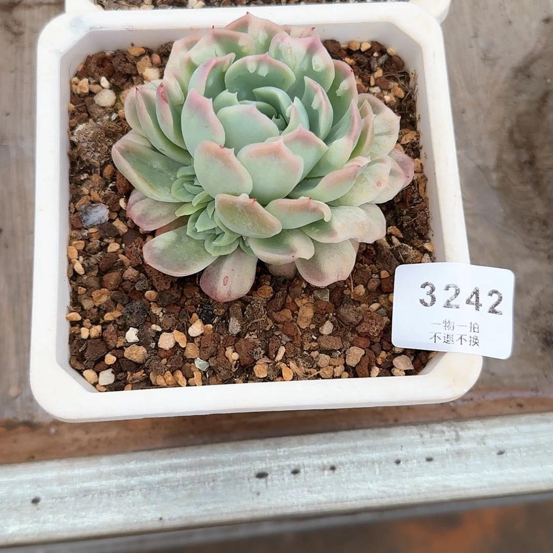 潜*3242号泡泡纱群