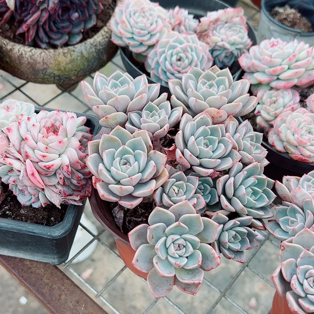 红粉佳人多头造型精品