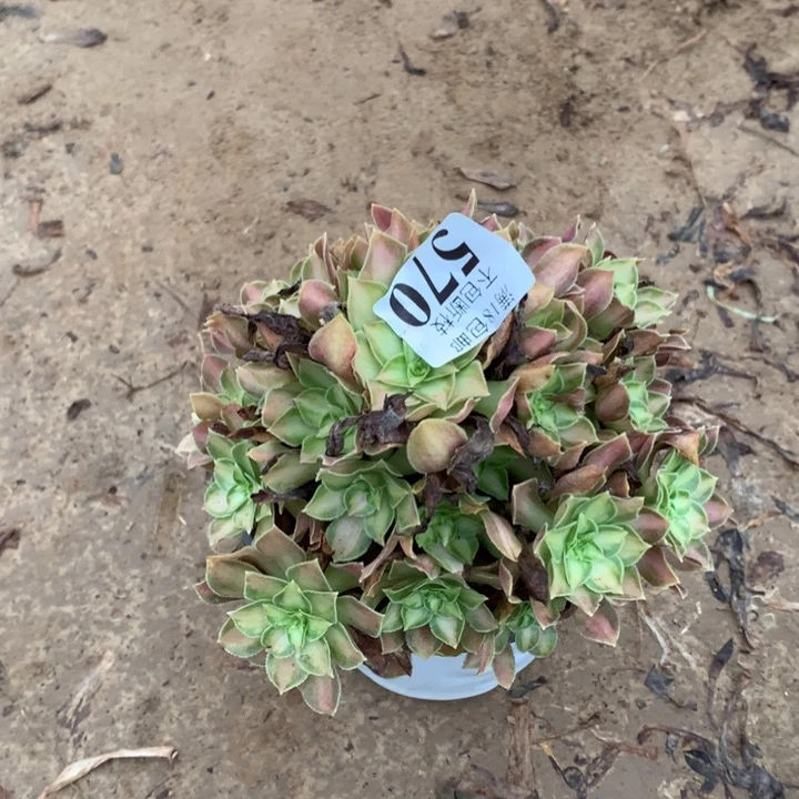 静*570韶华手捧2号棚