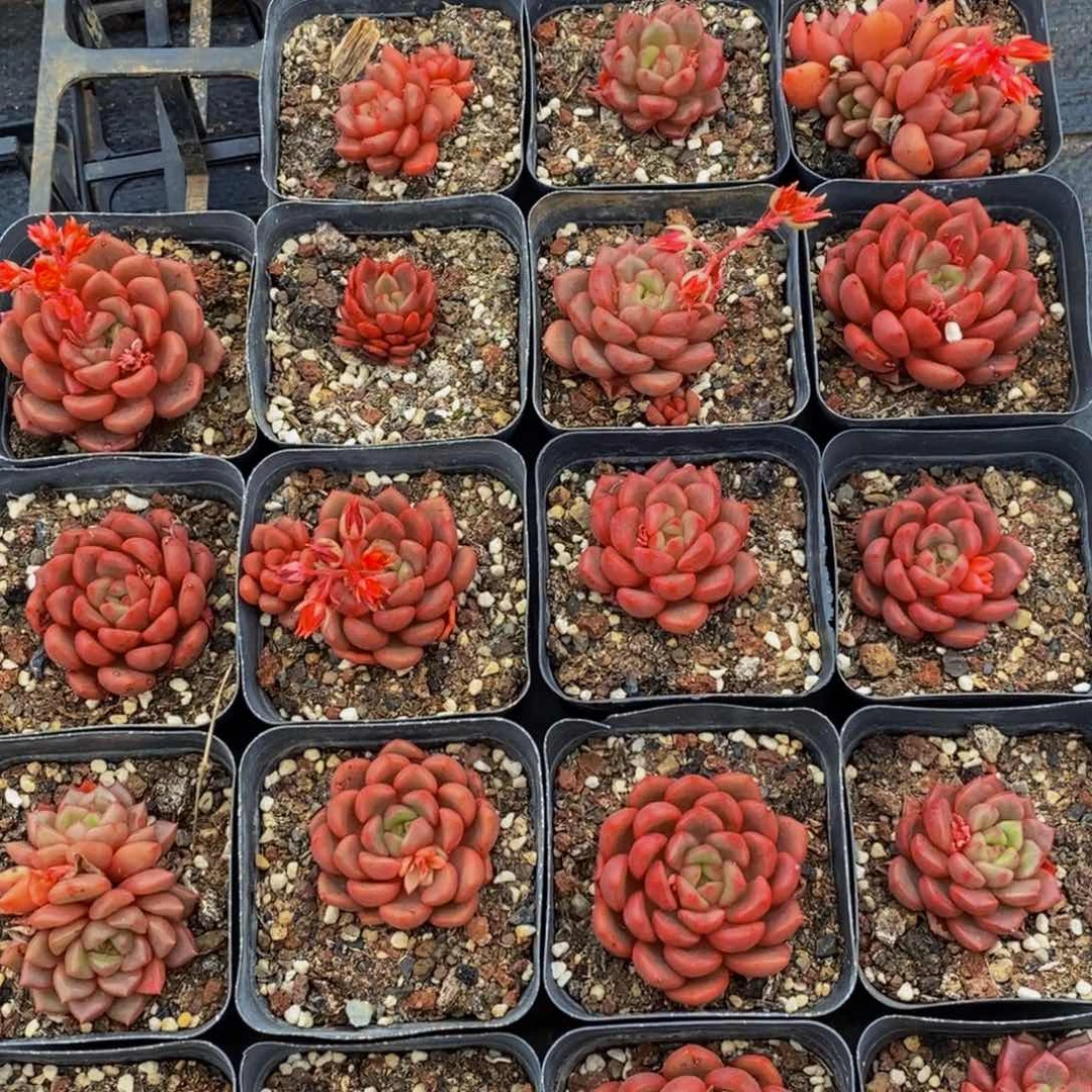 110多肉植物保护研究所所长