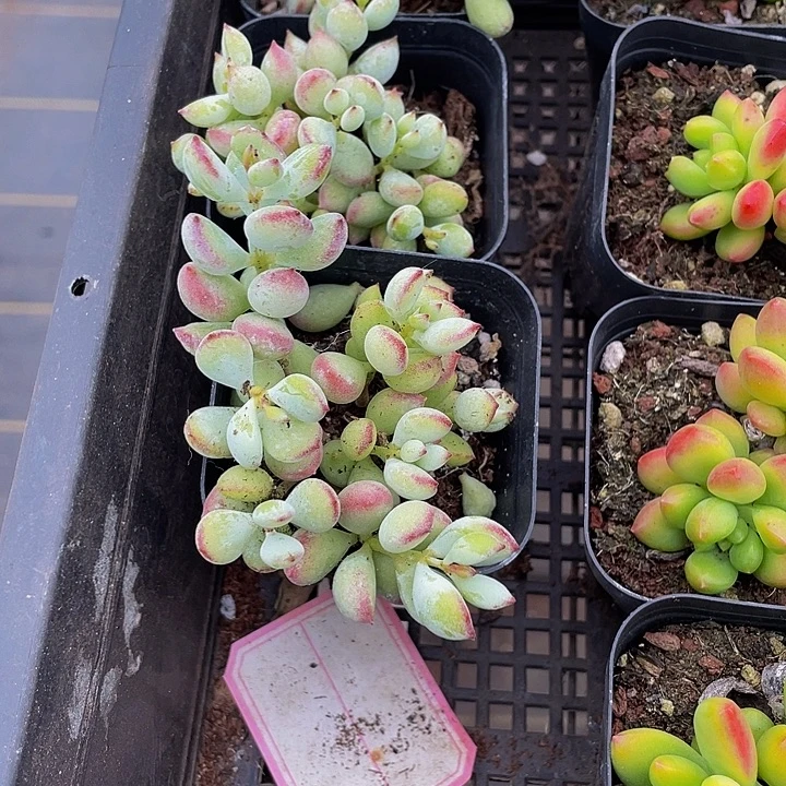 达磨福娘带盆土发