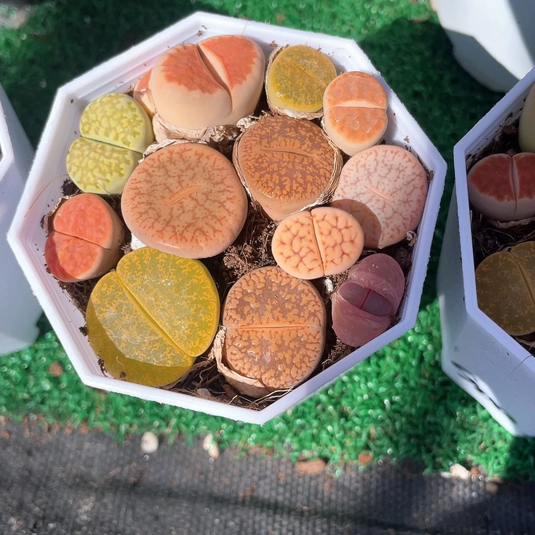 七彩生石花带盆发货