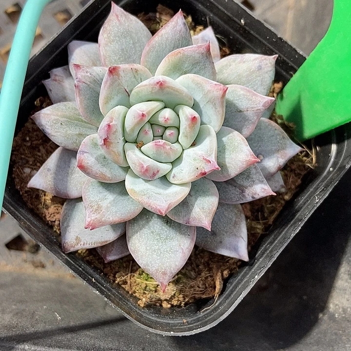 多肉植物粉蓝鸟石化791多肉