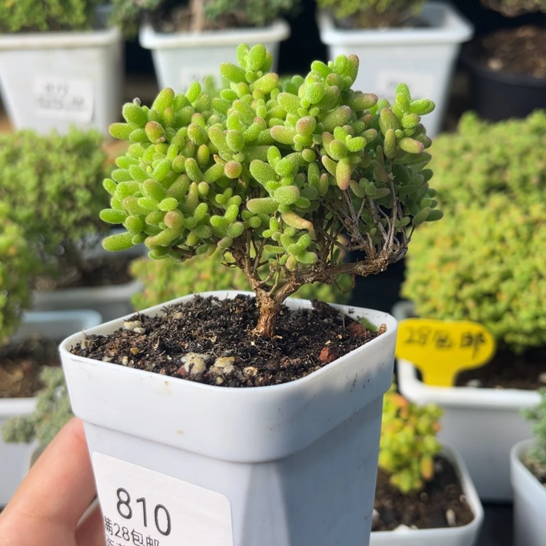 810开播福利蜜桔糖球小树