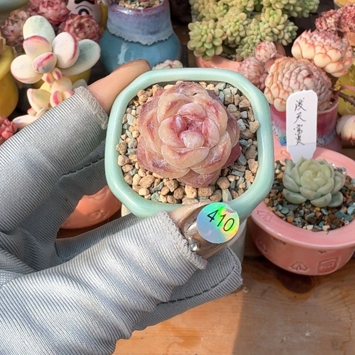 410 多肉含盆土 30元包邮 除偏远