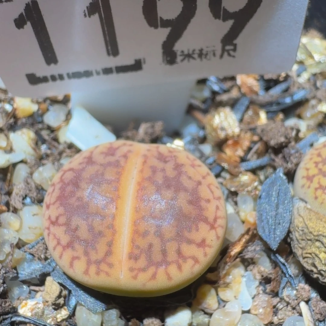 Ssss精品生石花1199