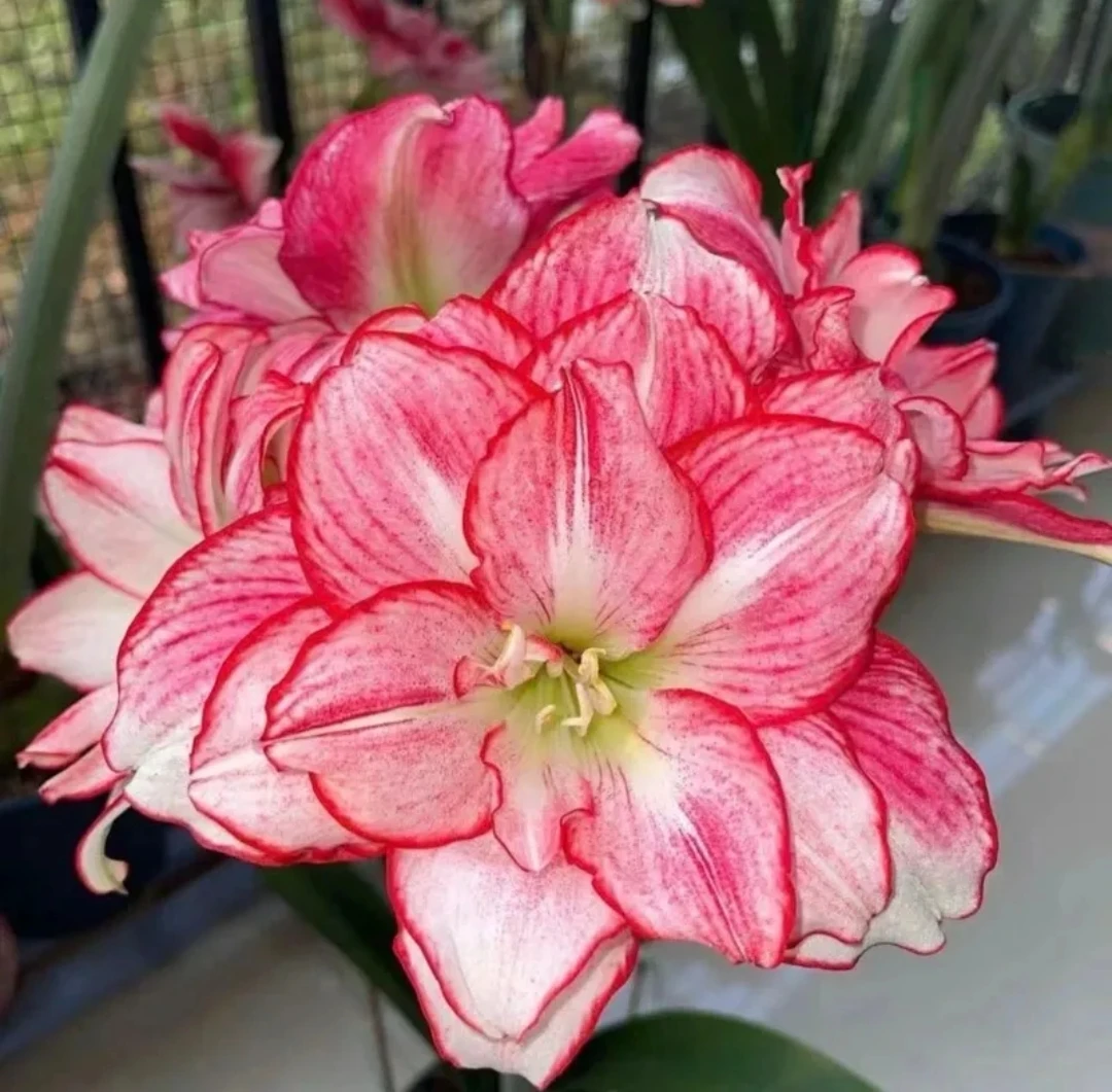 安瑞雅朱顶红种球香水百合地栽盆栽精品种球香水百合