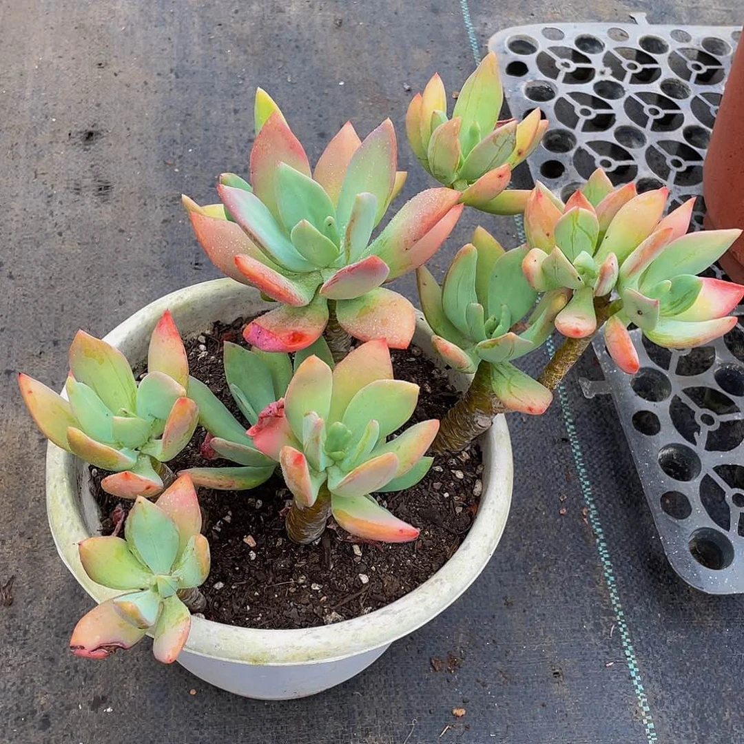 芒果美人多肉植物群3106