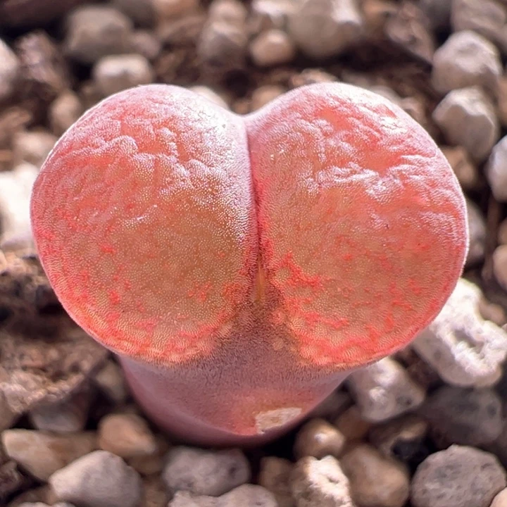 A645.  优选超红窗大型红风铃。 疑似肯哈德。