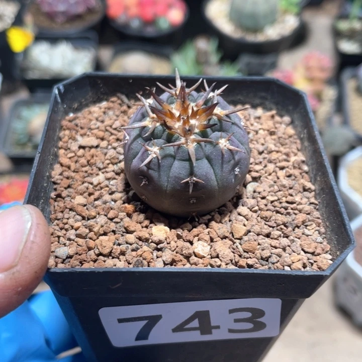 葛*爷743实生猫爪仙人球