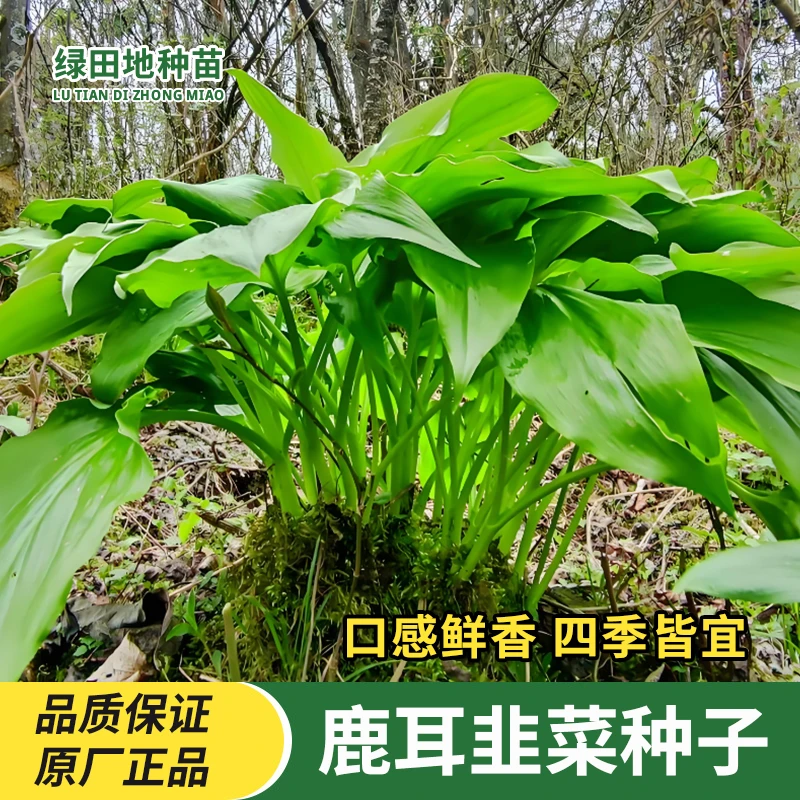 鹿耳韭种子盆栽小院四季皆宜种植高产地栽阳台南北方野菜蔬菜种籽