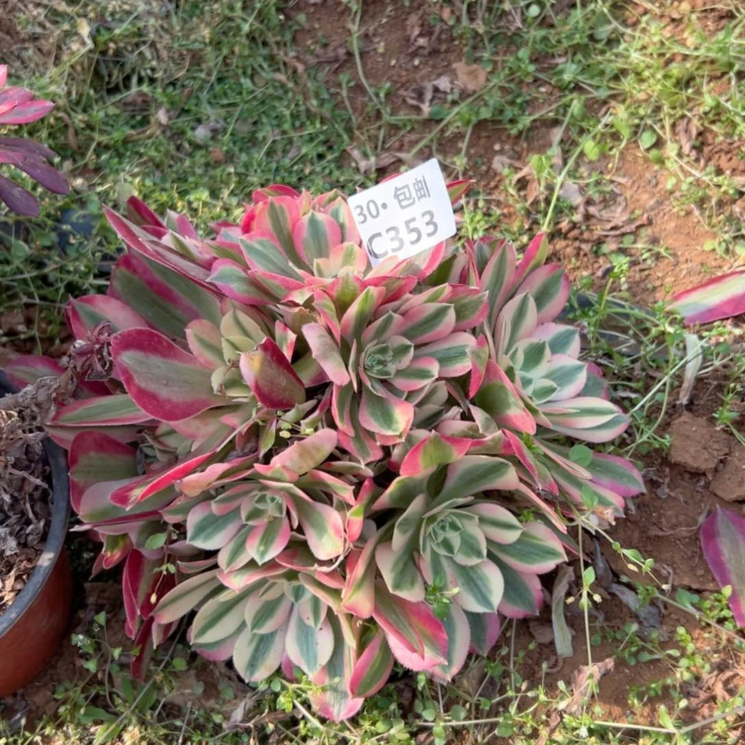 353 女巫多肉法师