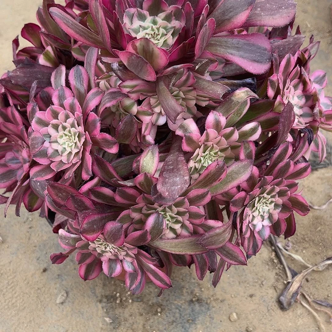 6.7-21红桐柏多肉植物1