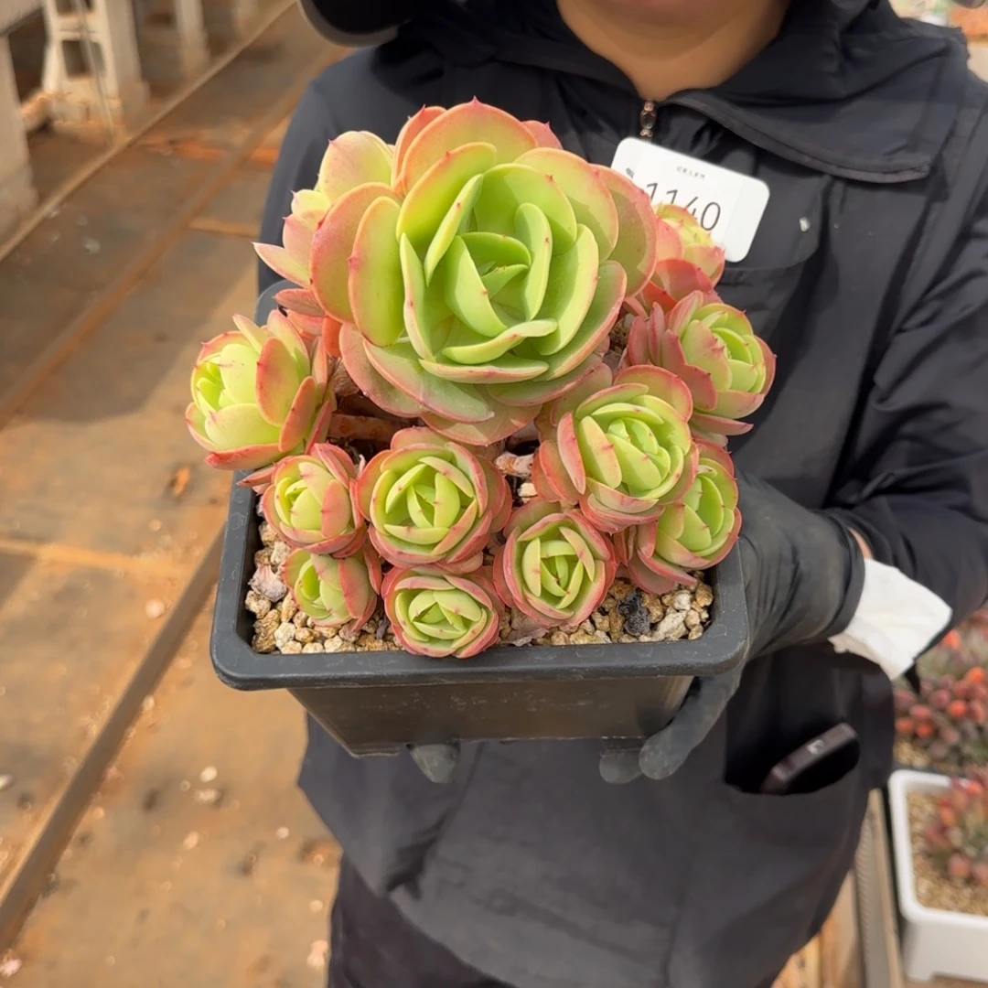 易***栀鸡蛋碧桃多肉    1140号