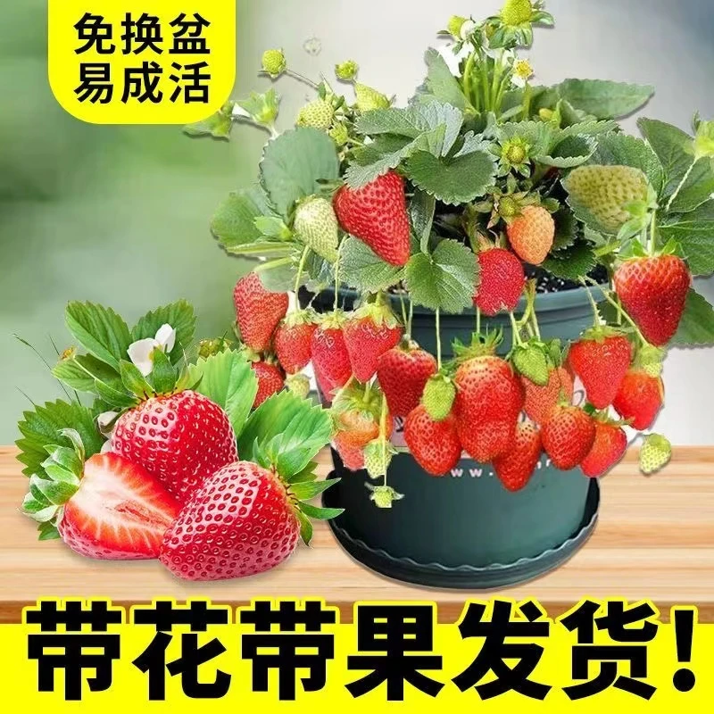 草莓苗盆栽带花带果四季种植庭院阳台