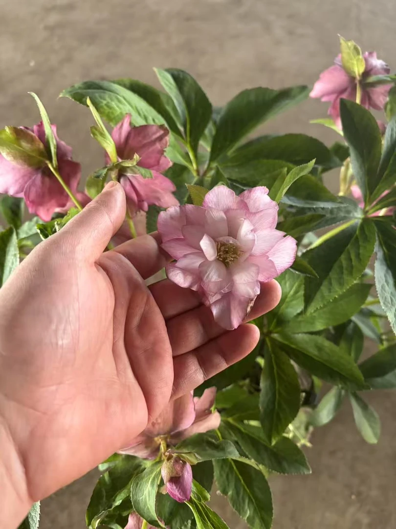 进口铁筷子盆花-昆塔莎玫瑰1.5加仑超大超好