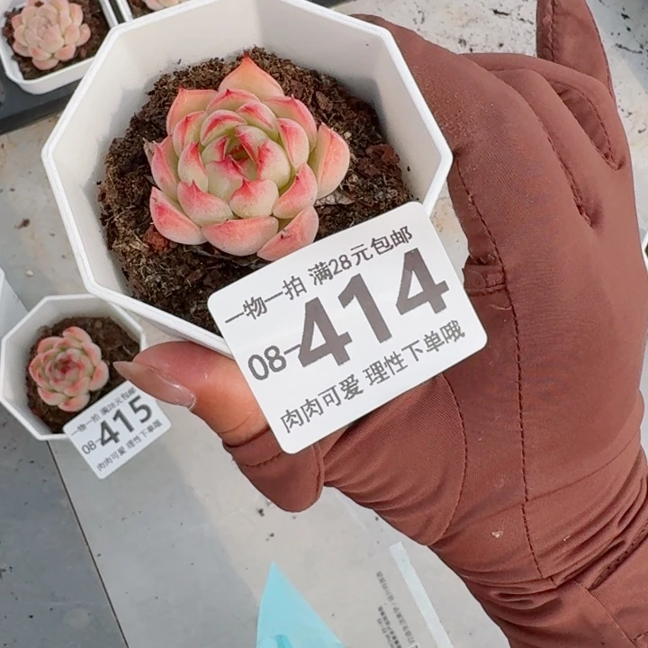 勾魂仙子无盆土发货多肉无