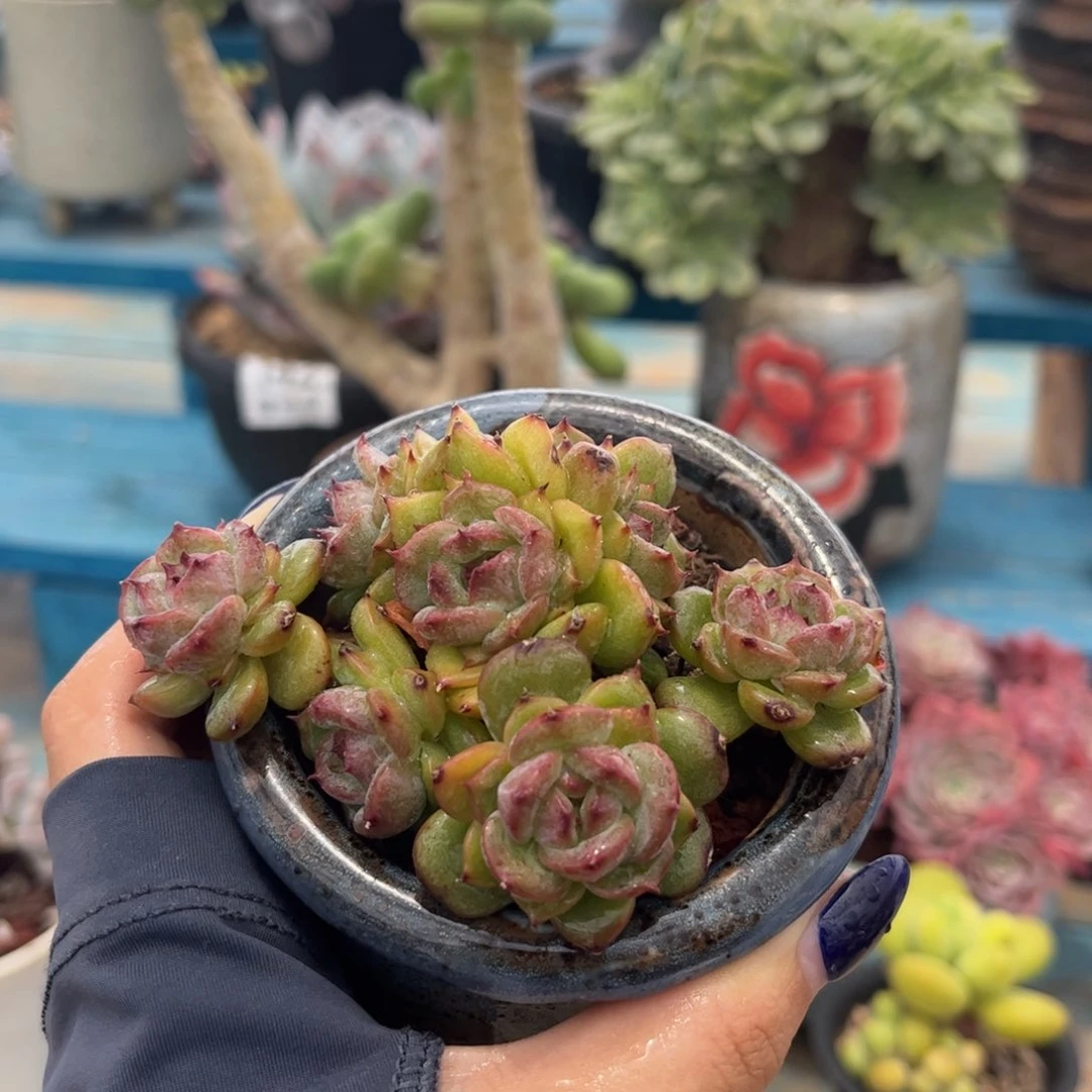 一物一拍：糖心045