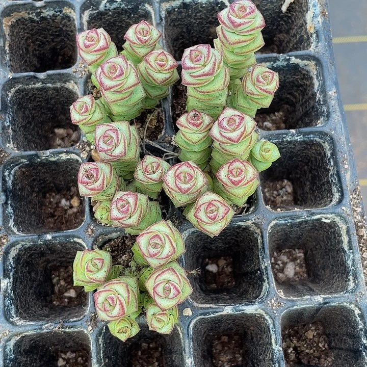 5颗一组小钱串5颗