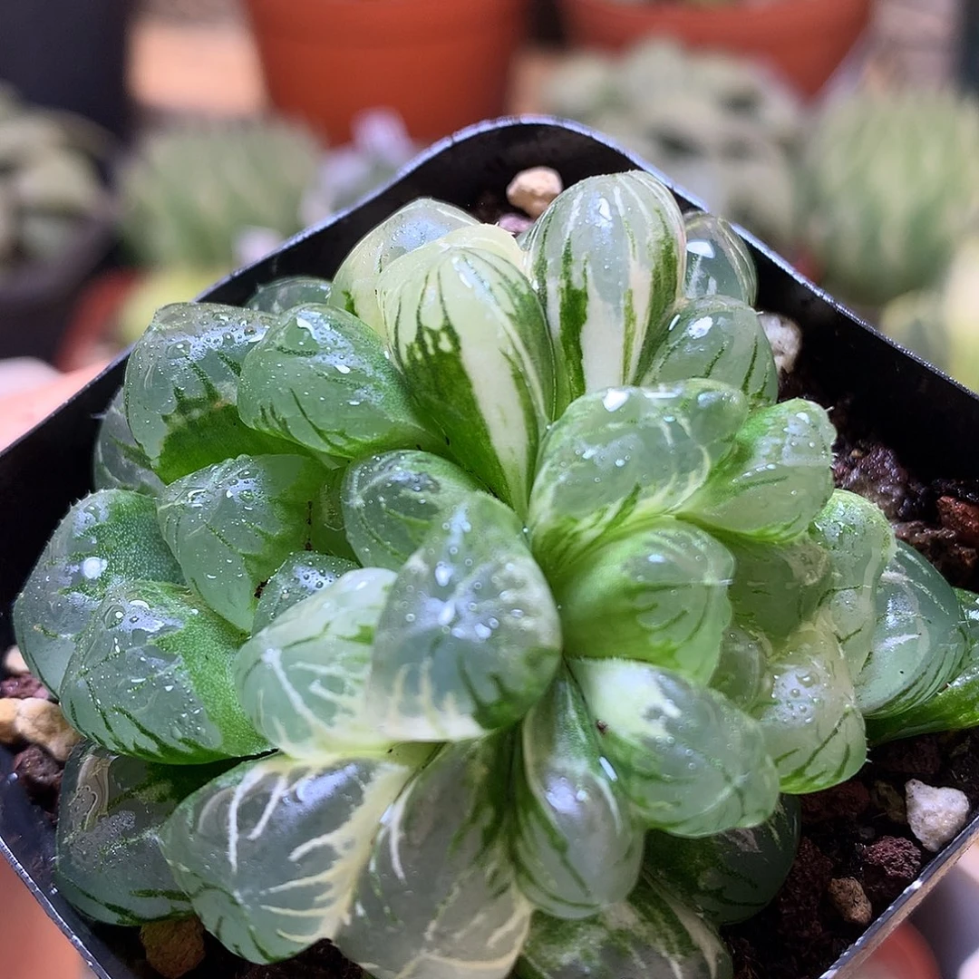 关东大紫带盆土jukanok