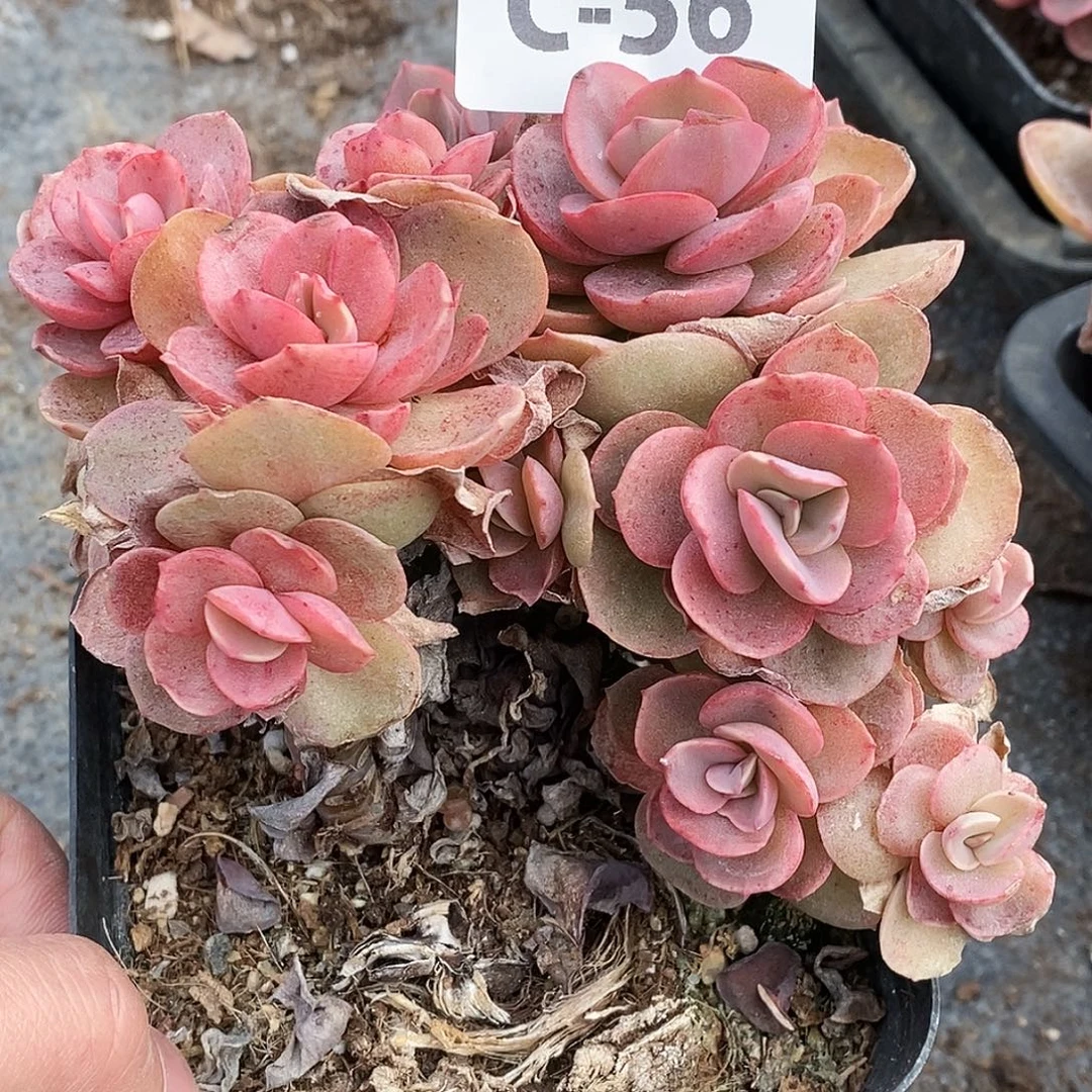 C56一物一拍满9.9包邮