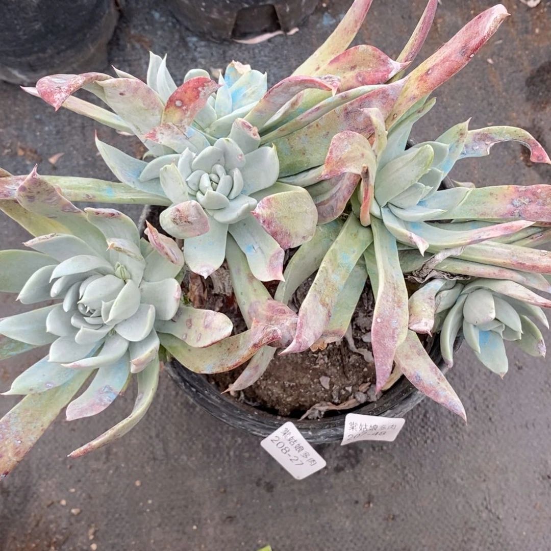 27号法瑞粗腿子群