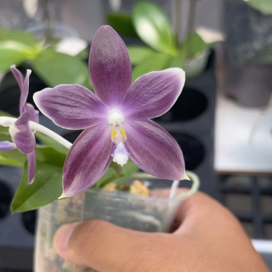 完全开放990 2.8寸JG2373 一物一拍