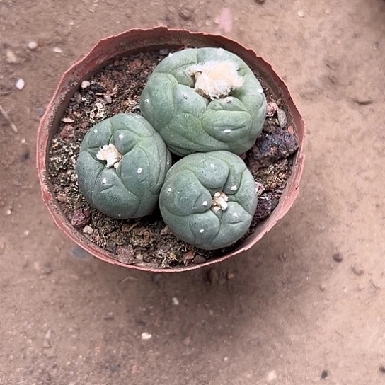 1**1实生草球46788888