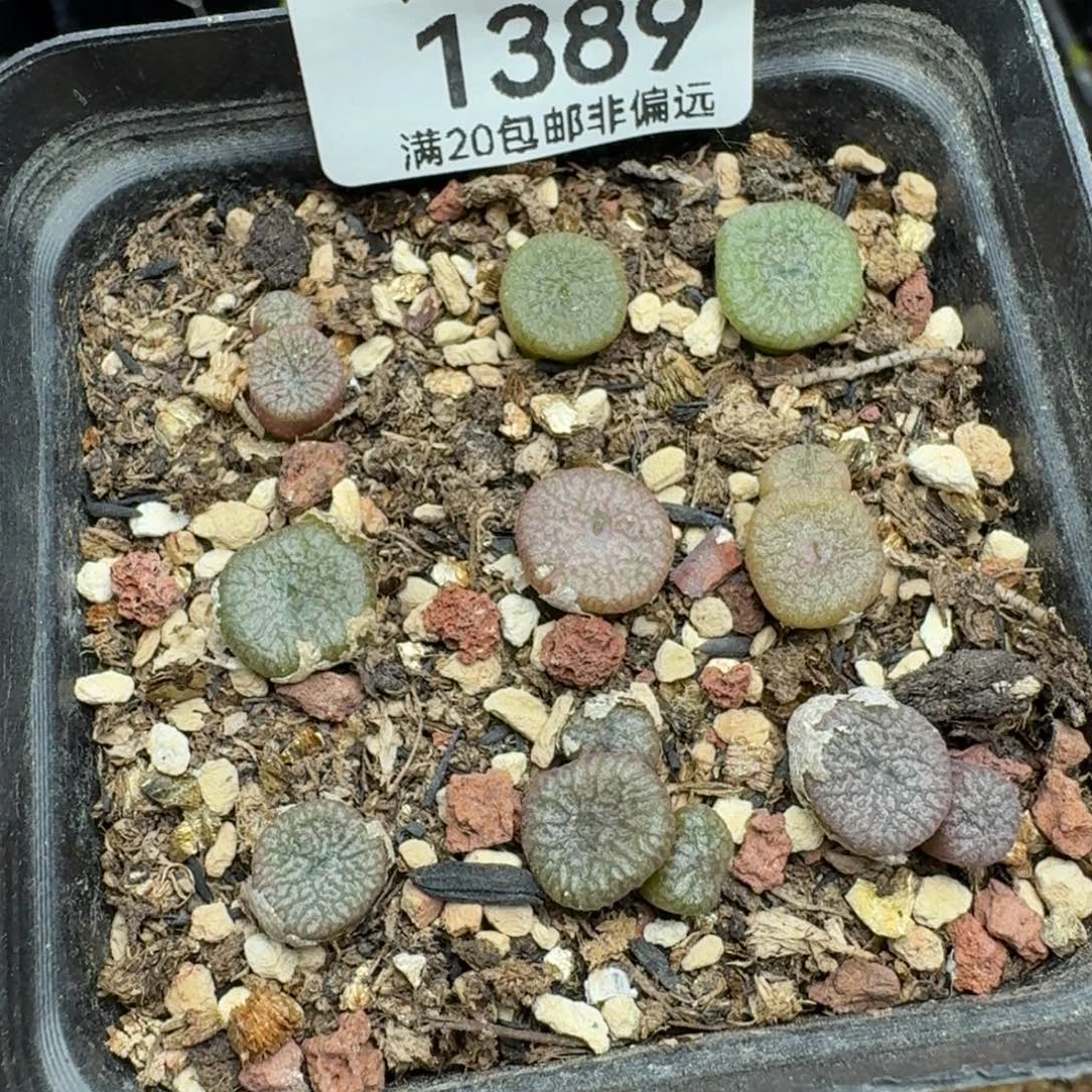 流水铜壶带盆土。