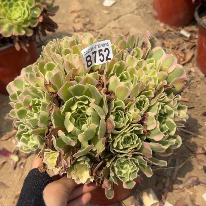白凤……多肉植物……