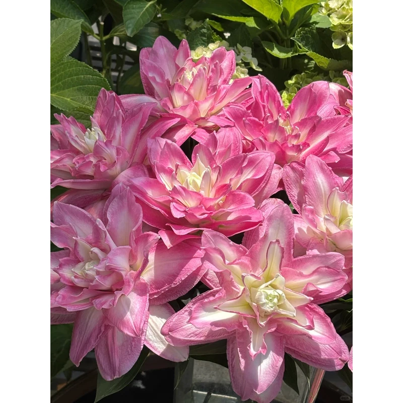 【花言罐舍】莲花美景香水百合 一单包邮 云南鲜花昆明基地现采现发