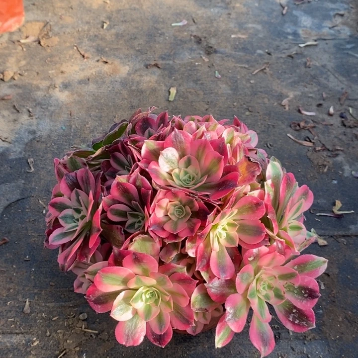 粉女巫多肉植物32