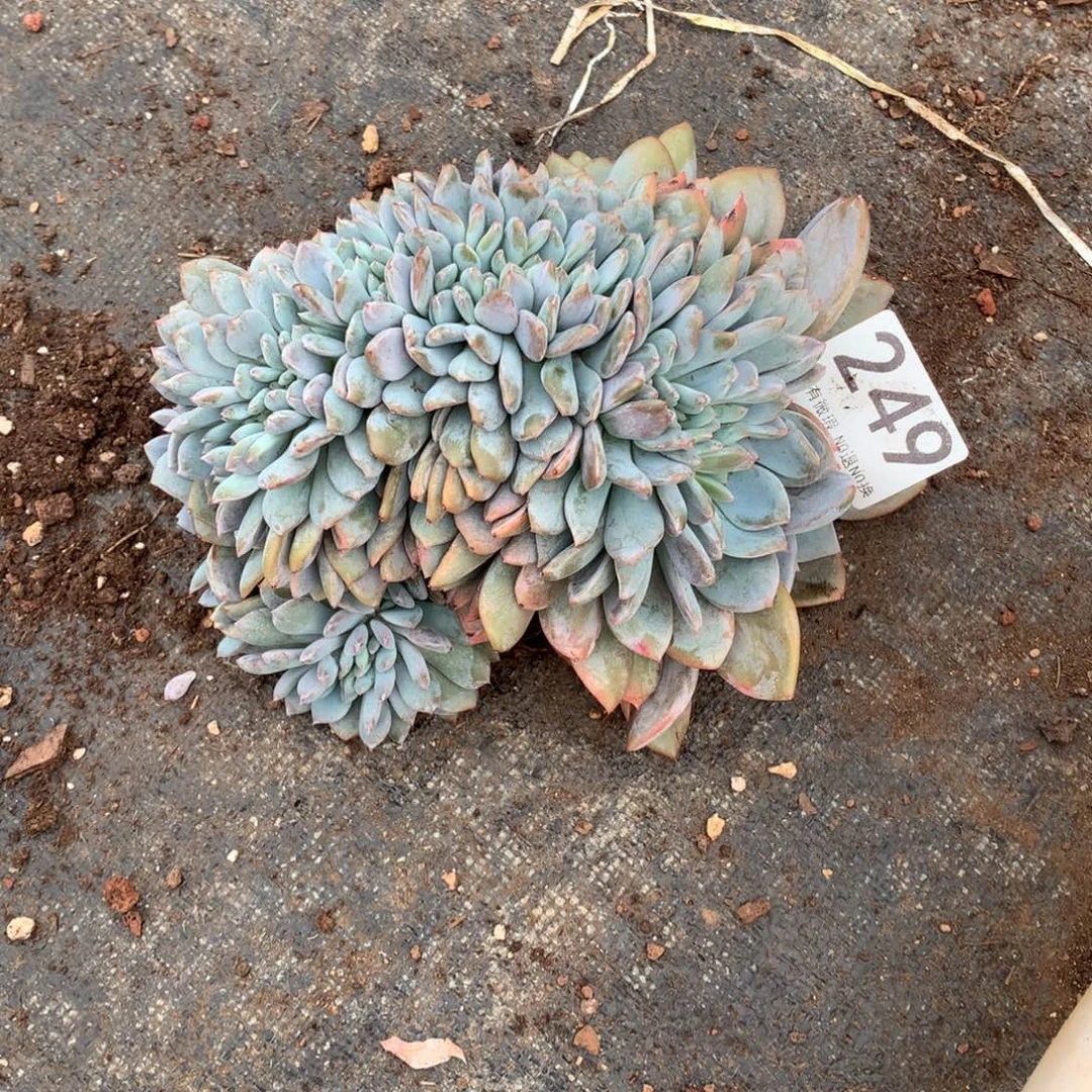 慢***去249橙子缀化多肉植物