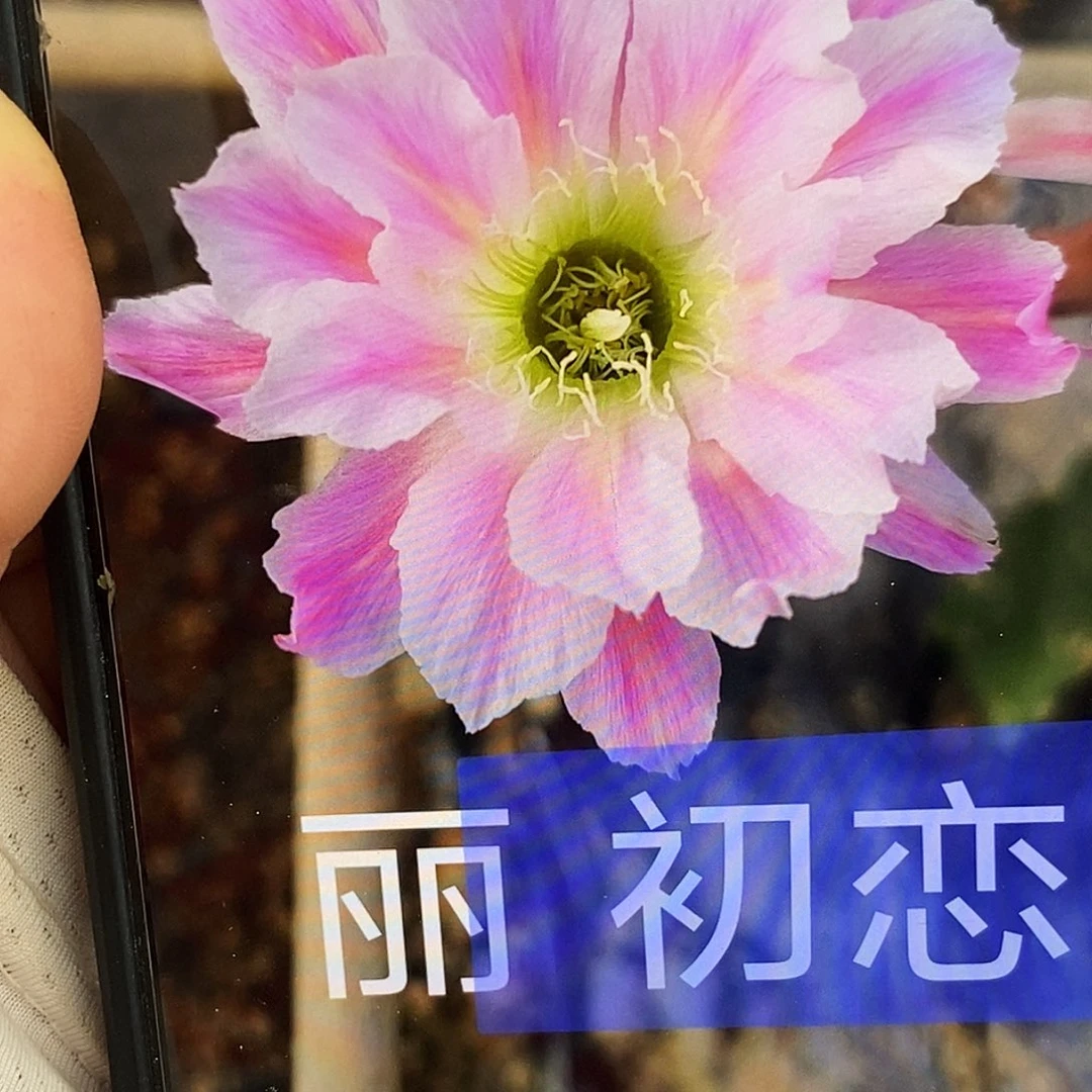 丽 初恋侧芽歪4公分以上
