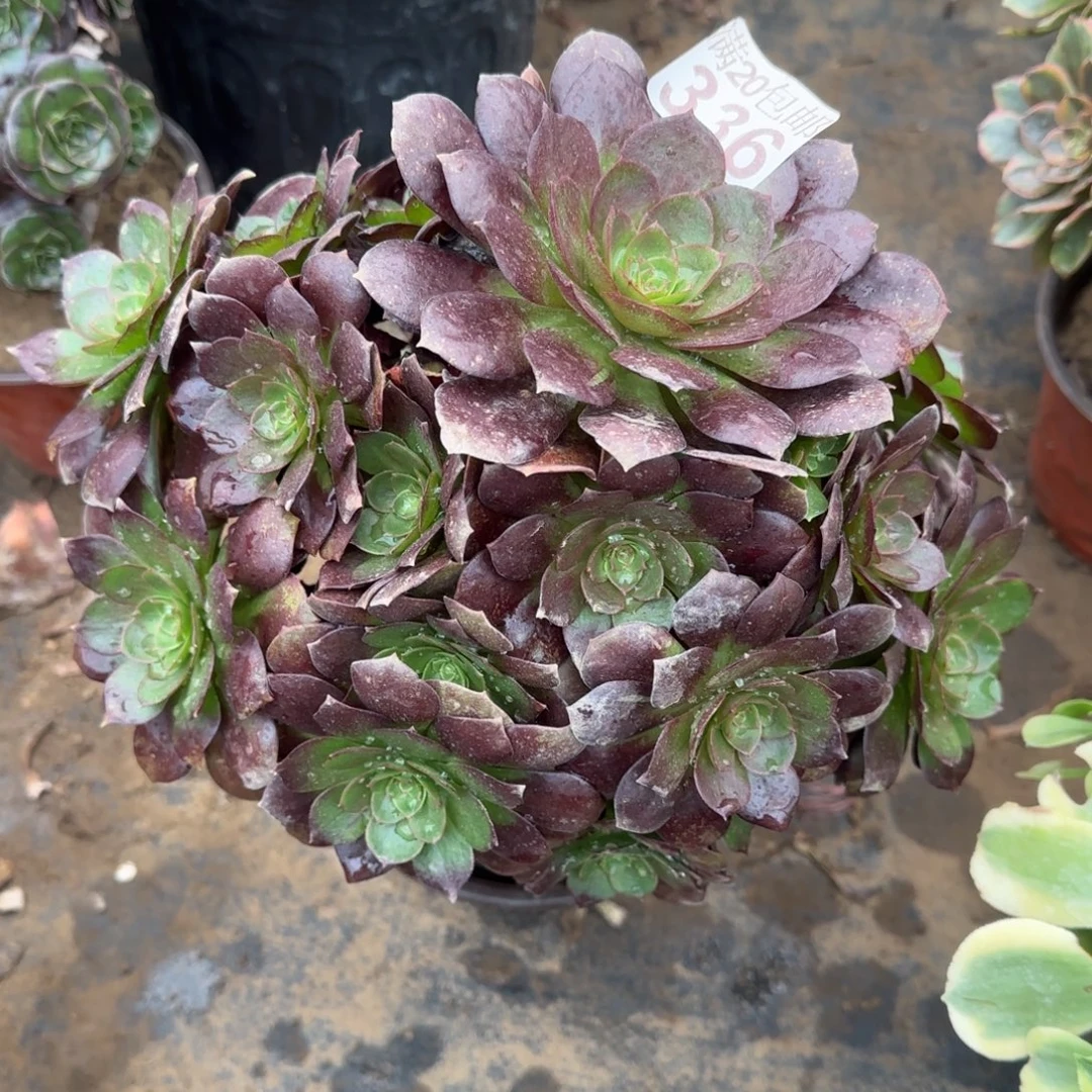 赤焰莲336满20包邮断枝不包