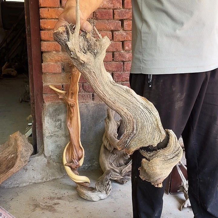 东***日崖柏崖柏崖柏崖柏