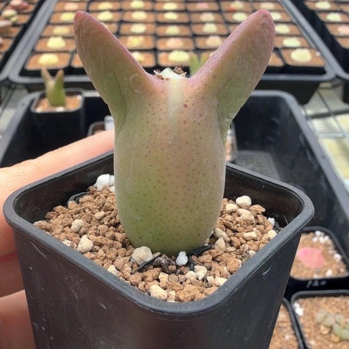 少将皮卡丘杂交 带盆发