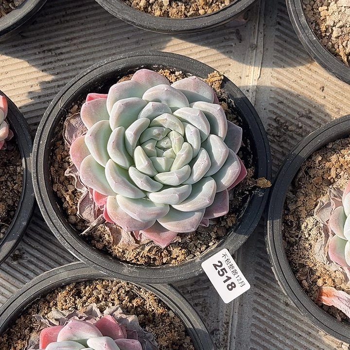 阿雅园艺。      2518冰玉