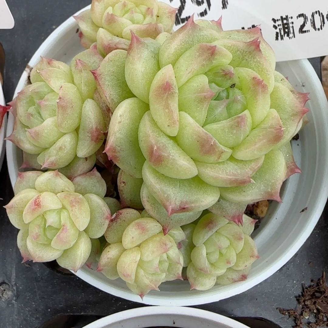 花语逸境0223-297开播福利散
